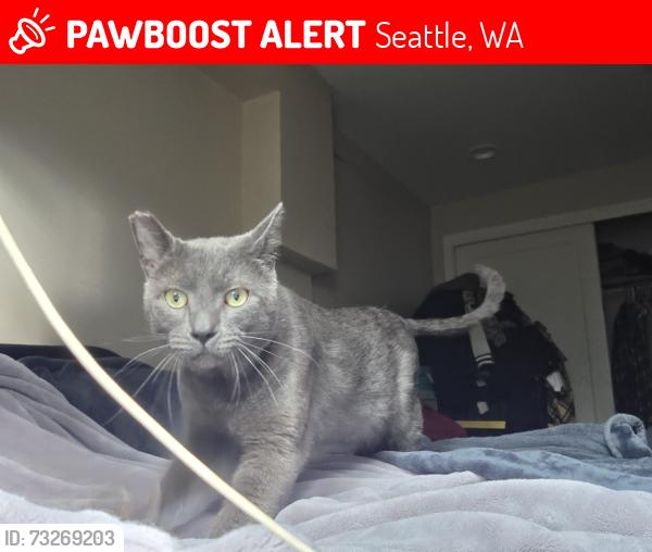 Lost Male Cat last seen 2019- 2030 Franklin Ave E, Seattle, WA 98102
