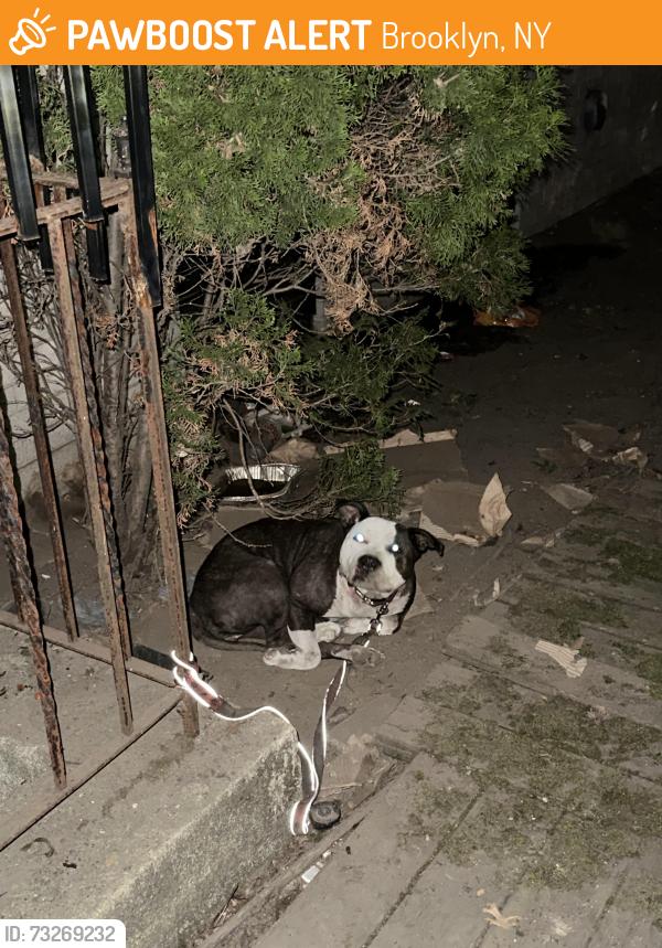 Found/Stray Unknown Dog last seen Knapp Street Near Brooklyn Amity School, Brooklyn, NY 11229
