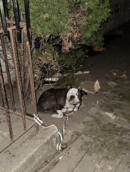 Found/Stray Unknown Dog last seen Knapp Street Near Brooklyn Amity School, Brooklyn, NY 11229