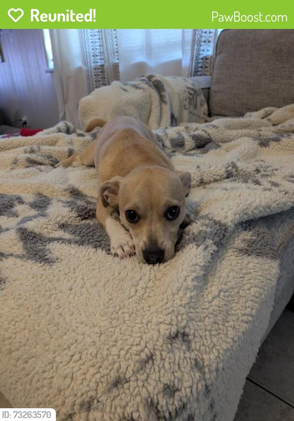 Reunited Female Dog last seen Across from McDonald's on Spirit lake road winter Haven FL. Live close to Shadow wood and live on spirit lake where she went missing, Winter Haven, FL 33880