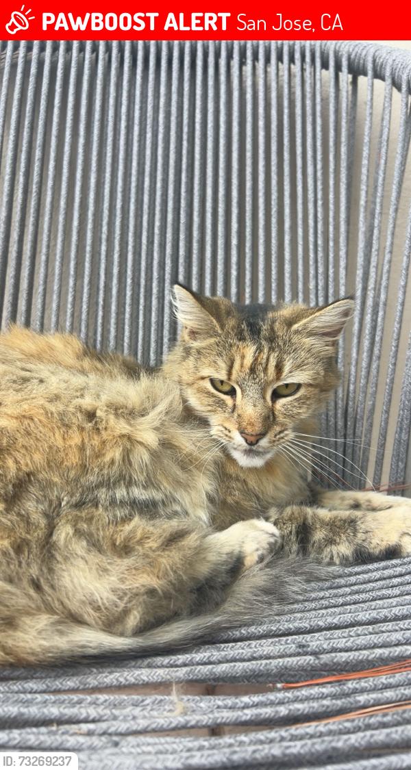 Lost Female Cat last seen Hillsdale Ave, San Jose, CA 95124