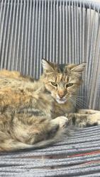 Lost Female Cat last seen Hillsdale Ave, San Jose, CA 95124