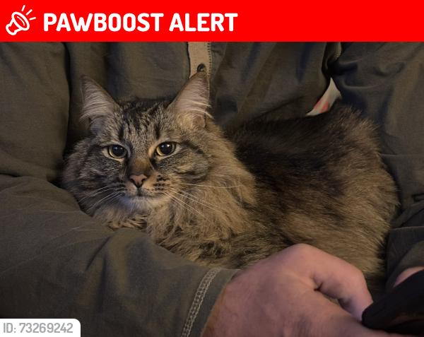 Lost Female Cat last seen Elks Club, South Lake Tahoe, CA 96150