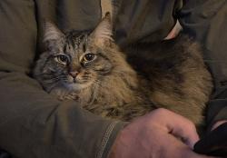 Lost Female Cat last seen Elks Club, South Lake Tahoe, CA 96150