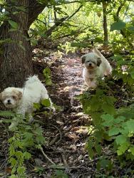 Found/Stray Unknown Dog last seen Labelle park, Columbia Heights, MN 55421