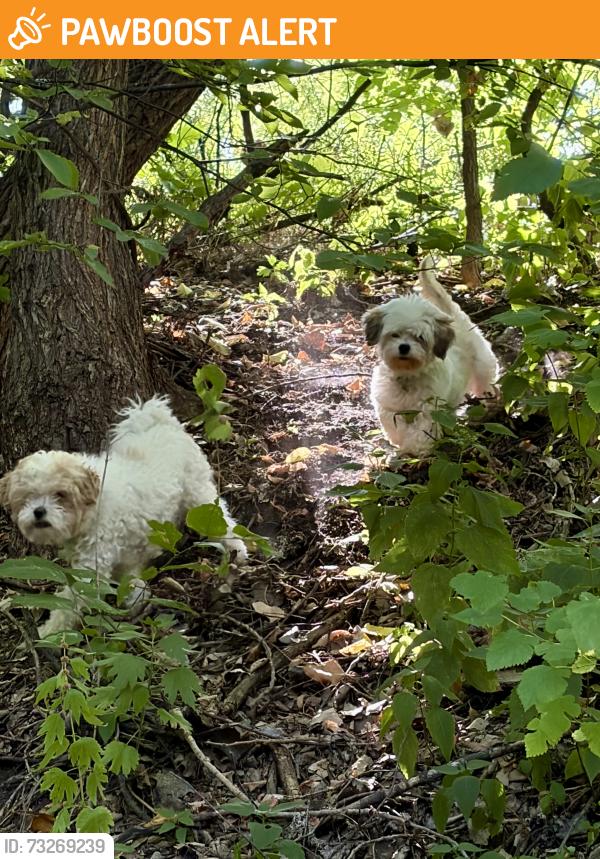 Found/Stray Unknown Dog last seen Labelle park, Columbia Heights, MN 55421