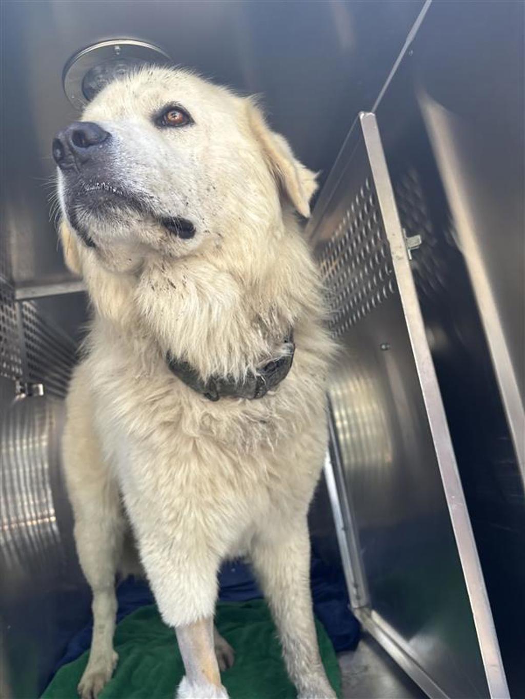 Shelter Stray Male Dog last seen Near Schriber Road, BUDA, TX, 78610, 7201 Levander Loop bldg a, Austin, TX 78702, USA