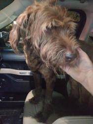Found/Stray Female Dog last seen The road from Woodmont High School, Piedmont, SC 29673