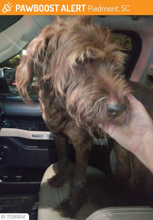 Found/Stray Female Dog last seen The road from Woodmont High School, Piedmont, SC 29673
