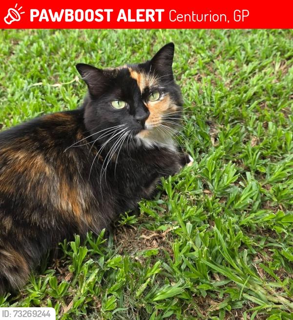Lost Female Cat last seen Opperman street, Centurion, GP 0157