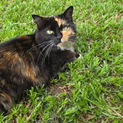 Lost Female Cat last seen Opperman street, Centurion, GP 0157
