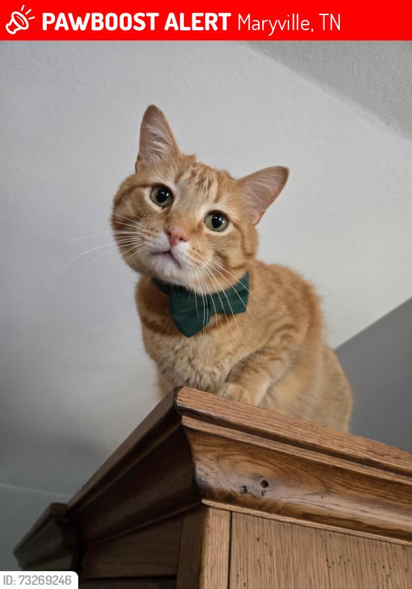 Lost Male Cat last seen Mossy Grove Ln and Morganton Rd, Maryville, TN 37801