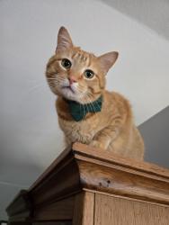 Lost Male Cat last seen Mossy Grove Ln and Morganton Rd, Maryville, TN 37801