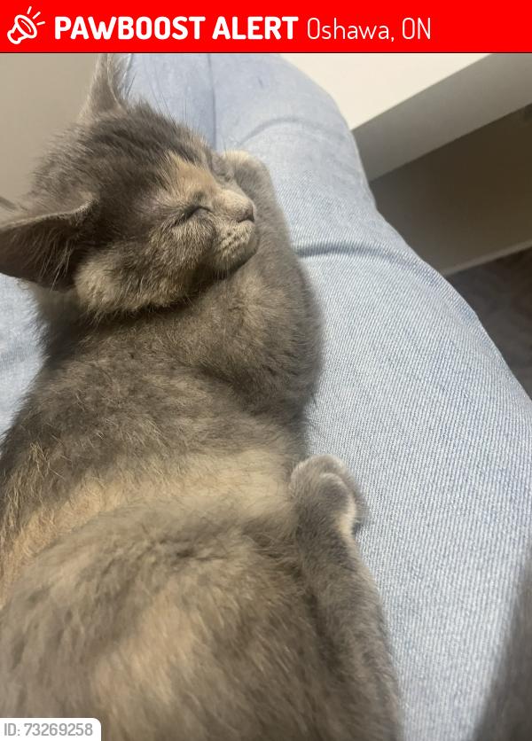 Lost Female Cat last seen Hilcroft and Wilson, Oshawa, ON 