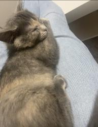 Lost Female Cat last seen Hilcroft and Wilson, Oshawa, ON 
