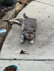 Found/Stray Female Cat last seen Nature Park, Midlothian, TX 76065