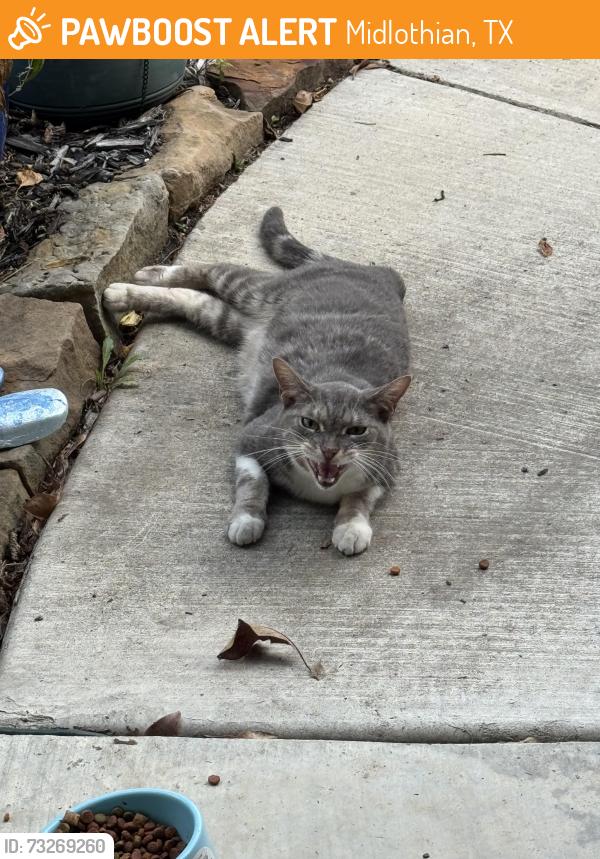 Found/Stray Female Cat last seen Nature Park, Midlothian, TX 76065