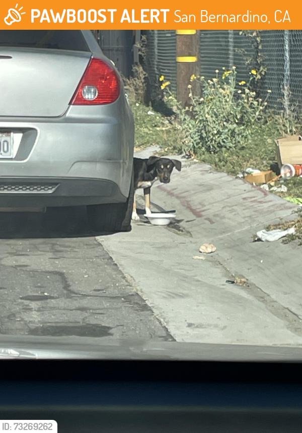 Found/Stray Unknown Dog last seen Close to corner, San Bernardino, CA 92411