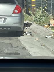 Found/Stray Unknown Dog last seen Close to corner, San Bernardino, CA 92411