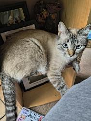 Lost Female Cat last seen Stonewood Dr Se, Olympia, WA 98513