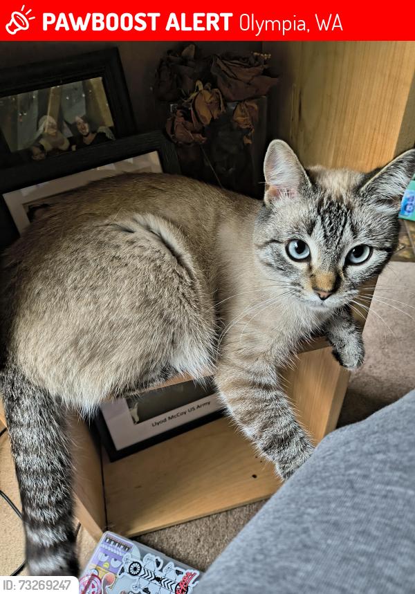 Lost Female Cat last seen Stonewood Dr Se, Olympia, WA 98513