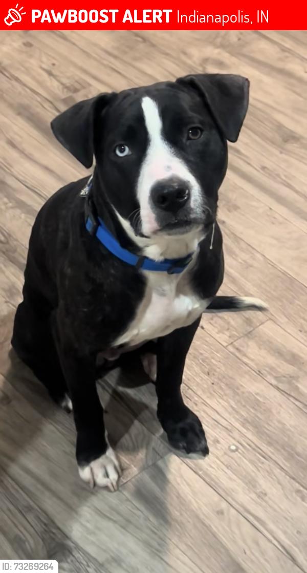 Lost Male Dog last seen Near the south north meridian apmt gym, Indianapolis, IN 46260