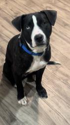 Lost Male Dog last seen Near the south north meridian apmt gym, Indianapolis, IN 46260