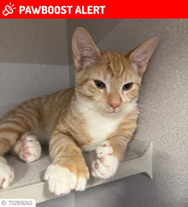 Lost Male Cat last seen Windspun Dr, Huntington Harbour, Huntington Beach, CA 92649