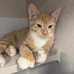 Lost Male Cat last seen Windspun Dr, Huntington Harbour, Huntington Beach, CA 92649