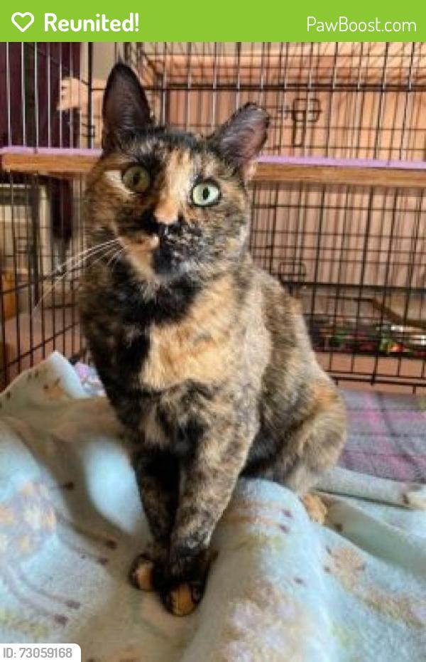 Reunited Female Cat last seen Forest Ave, Staten Island New York, Staten Island, NY 10310