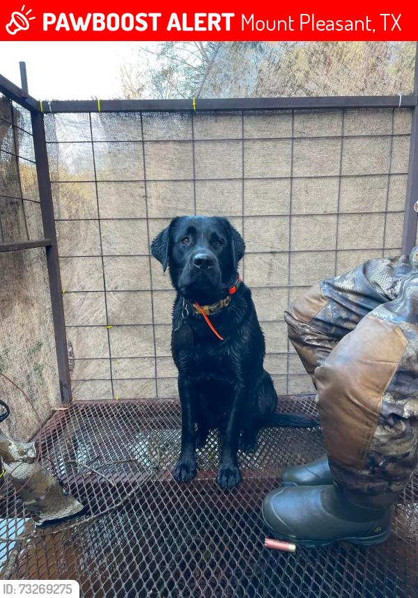 Lost Male Dog last seen Nea, Mount Pleasant, TX 75455