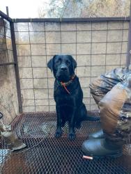 Lost Male Dog last seen Nea, Mount Pleasant, TX 75455