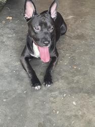 Reunited Male Dog last seen Moss Pointe Trail N in Chimney Lakes, Jacksonville, FL 32244