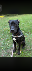 Reunited Male Dog last seen Near Halstead St, Spring Hill, FL 34606, USA, Spring Hill, FL 34606