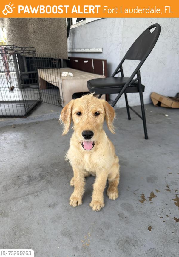 Found/Stray Female Dog last seen Sunrise boulevard by Walgreens and Wawa, Fort Lauderdale, FL 33311