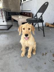 Found/Stray Female Dog last seen Sunrise boulevard by Walgreens and Wawa, Fort Lauderdale, FL 33311