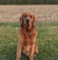 Reunited Female Dog last seen Stoughstown Rd/Firehouse rd, Shippensburg, PA 17257