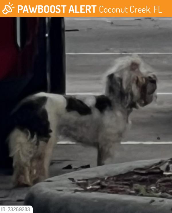 Found/Stray Unknown Dog last seen Lyons rd and sample rd, Coconut Creek, FL 33066