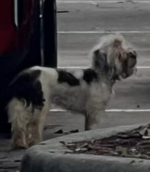 Found/Stray Unknown Dog last seen Lyons rd and sample rd, Coconut Creek, FL 33066