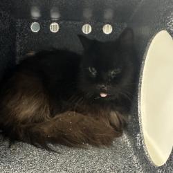 Shelter Stray Unknown Cat last seen , 980 Guilford College Rd, Greensboro, NC 27409, USA