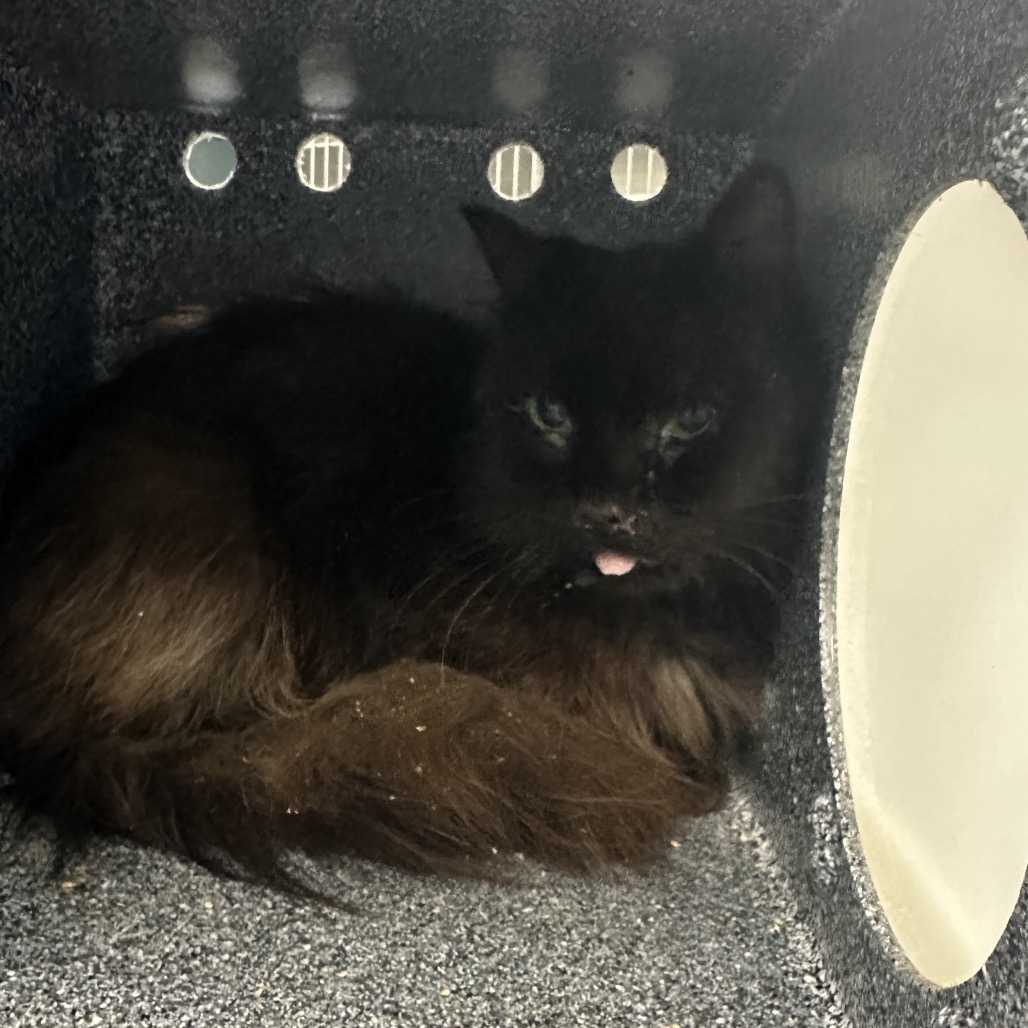 Shelter Stray Unknown Cat last seen , 980 Guilford College Rd, Greensboro, NC 27409, USA