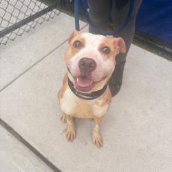 Shelter Stray Female Dog last seen , Animal Care & Control Team of Philly, 111 W Hunting Park Ave, Philadelphia, PA 19140, USA