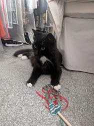 Lost Male Cat last seen Lamb street kidsgrove, Kidsgrove, England 