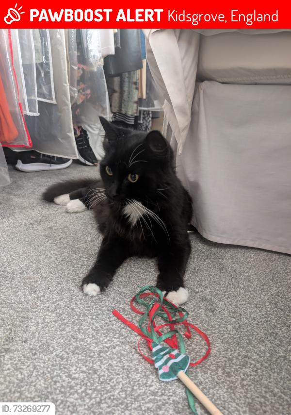 Lost Male Cat last seen Lamb street kidsgrove, Kidsgrove, England 