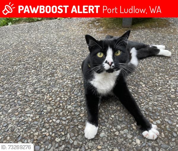 Lost Female Cat last seen Osprey Ridge Road, Port Ludlow, WA 98365