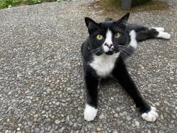 Lost Female Cat last seen Osprey Ridge Road, Port Ludlow, WA 98365