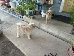 Found/Stray Unknown Dog last seen Scotland Dr, Blanco Rd, San Antonio, TX 78213