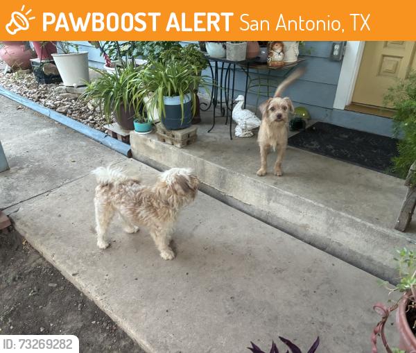 Found/Stray Unknown Dog last seen Scotland Dr, Blanco Rd, San Antonio, TX 78213