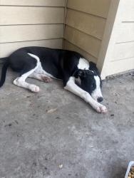 Found/Stray Female Cat last seen Ritter cir, Houston, TX 77071