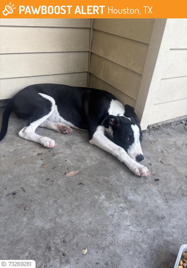 Found/Stray Female Cat last seen Ritter cir, Houston, TX 77071